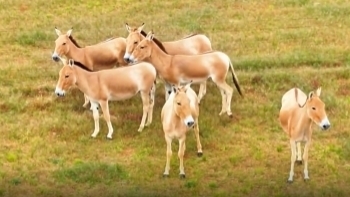 可可爱爱蒙古野驴,现身锡林郭勒草原 可可爱爱蒙古野驴,现身锡林郭勒草原
