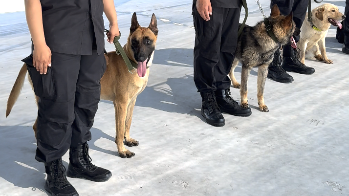 国际禁毒日，北京警犬报到！缉毒犬、扑咬犬、搜索犬……