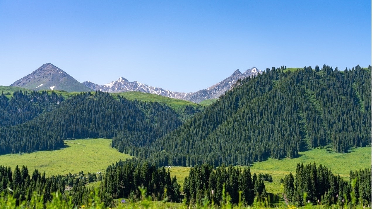 我国林草年碳汇量逾12亿吨居世界首位 我国林草年碳汇量逾12亿吨居世界首位