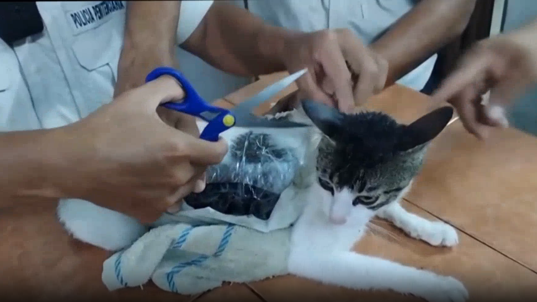 用猫咪“运毒”?哥斯达黎加狱警抓获特殊“毒犯” 用猫咪“运毒”?哥斯达黎加狱警抓获特殊“毒犯”