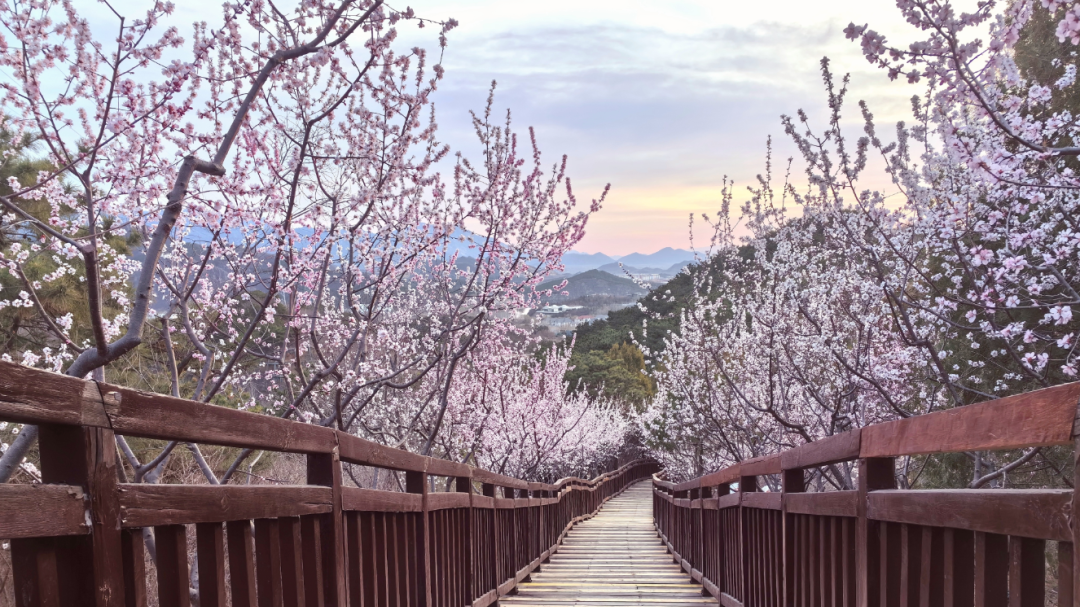 来怀柔“上春山”线路四:栈道花影映春色,雁栖湖畔梦梨花 来怀柔“上春山”线路四:栈道花影映春色,雁栖湖畔梦梨花