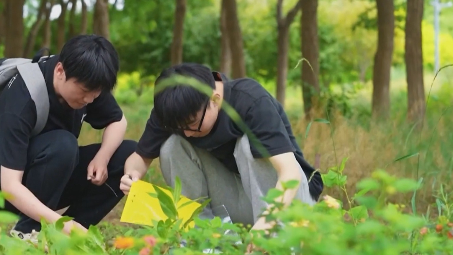 近百种野花用于城市绿化 良好生态引来蝶舞蜂飞
