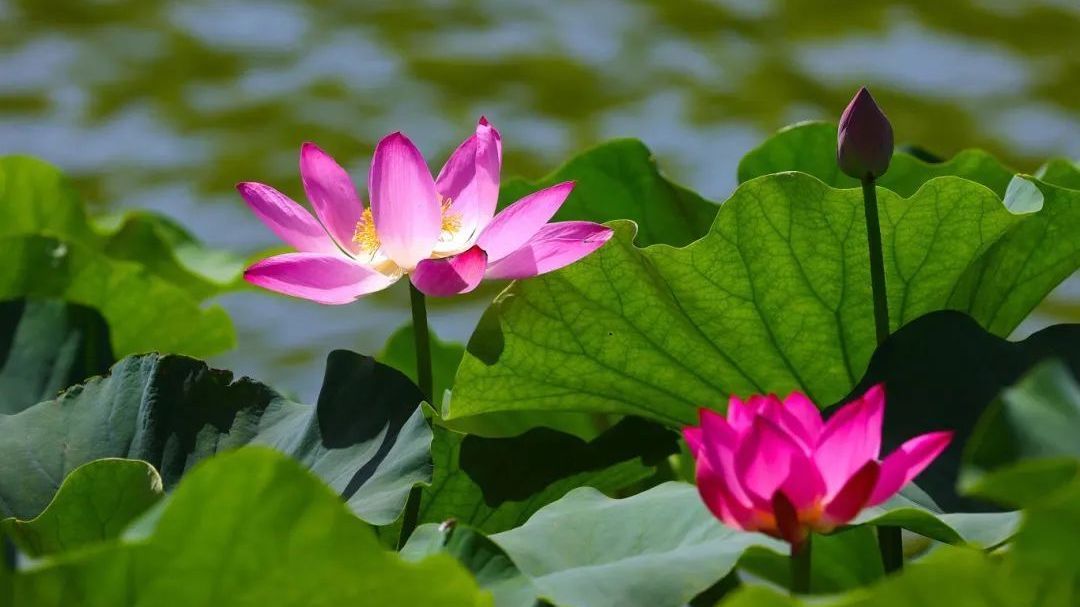 跟着亦庄半马,赏最美“一道三园” 跟着亦庄半马,赏最美“一道三园”