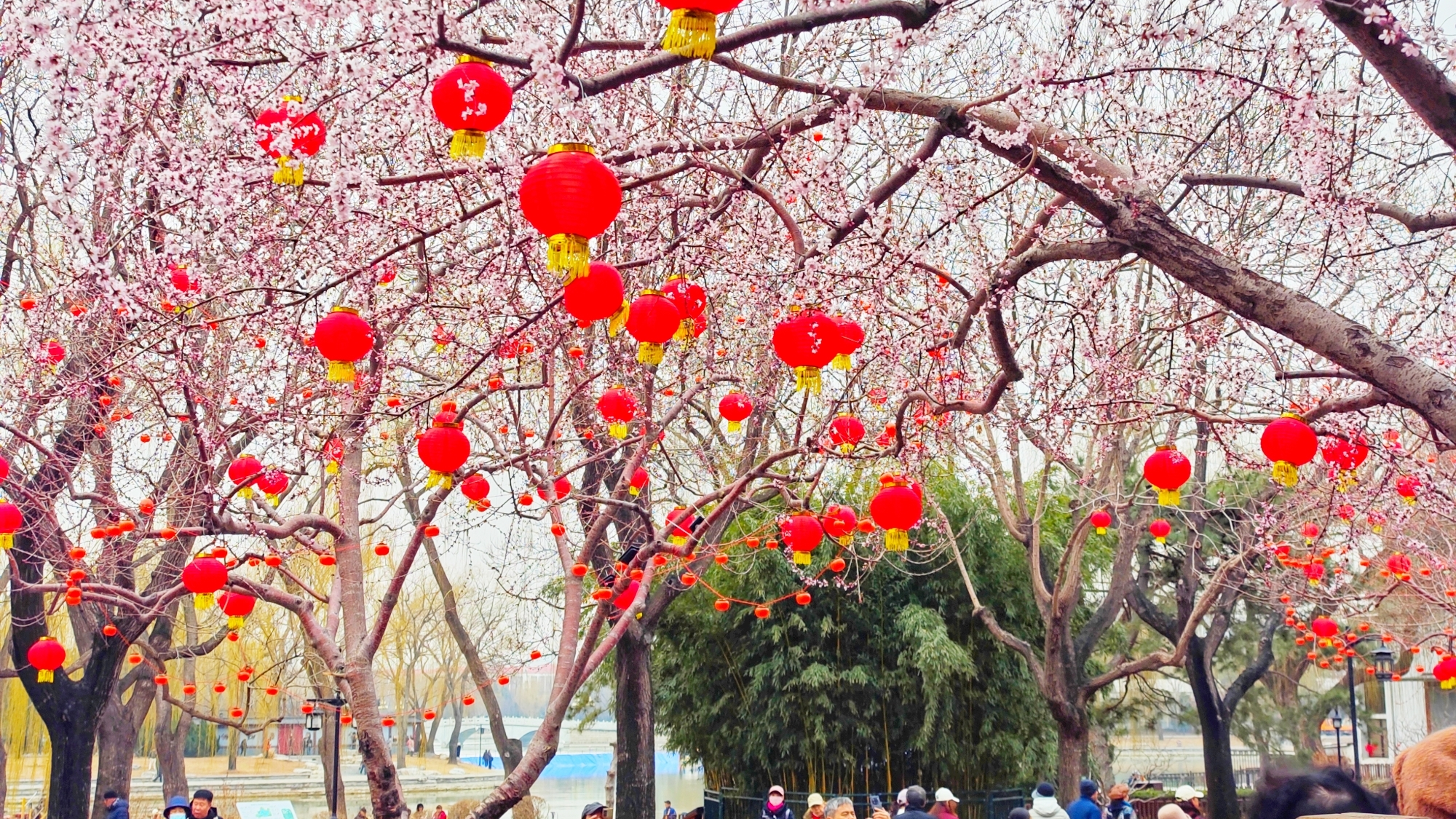 陶然亭年味未散春意更浓