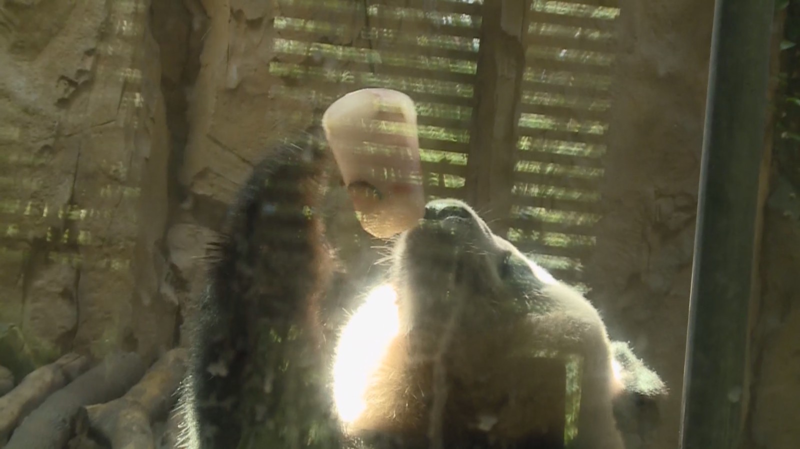 动物“花式消夏” 各地动物园避暑有“凉方” 动物“花式消夏” 各地动物园避暑有“凉方”