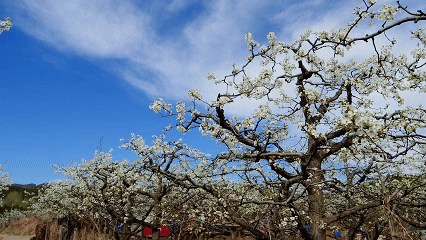奔赴梨花雪落的人间四月