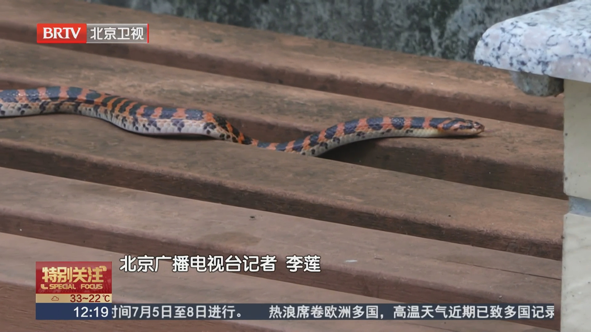 北京公园“蛇出没”?别慌!它们其实很胆小 北京公园“蛇出没”?别慌!它们其实很胆小