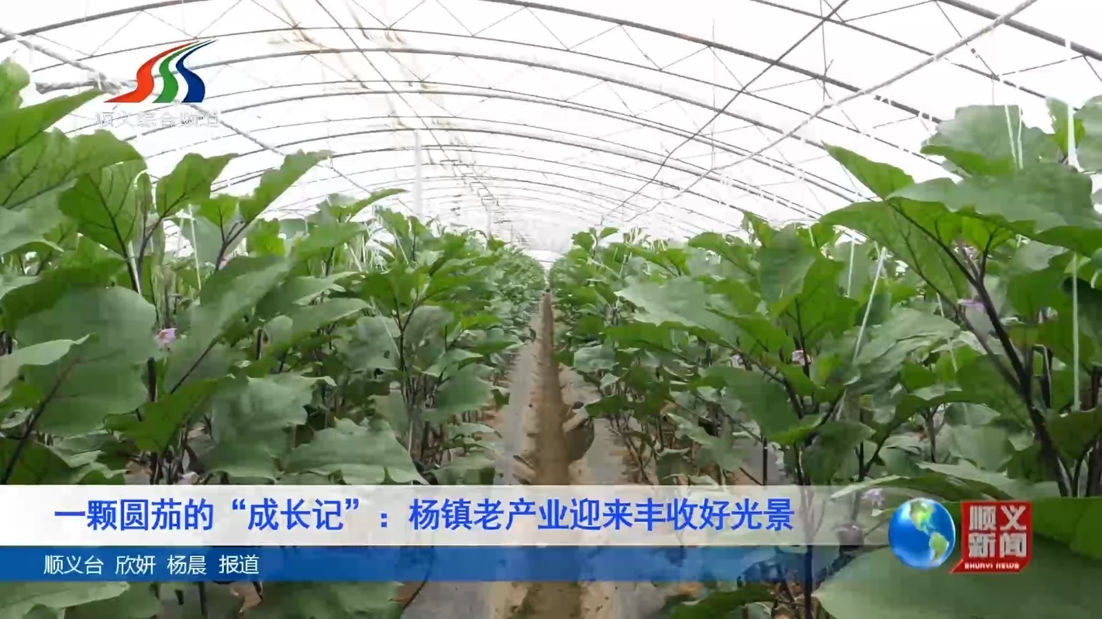 一颗圆茄的“成长记”：杨镇老产业迎来丰收好光景