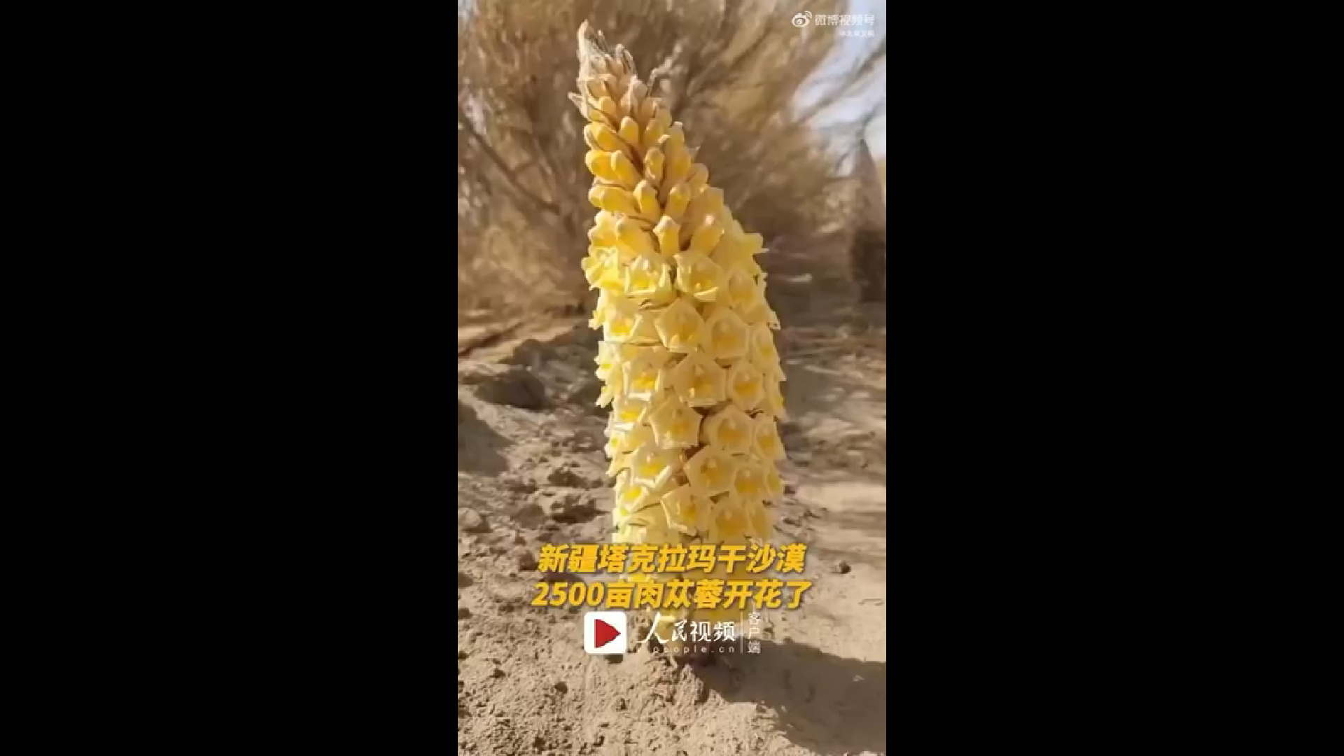 塔克拉玛干沙漠肉苁蓉花开宛若宝塔