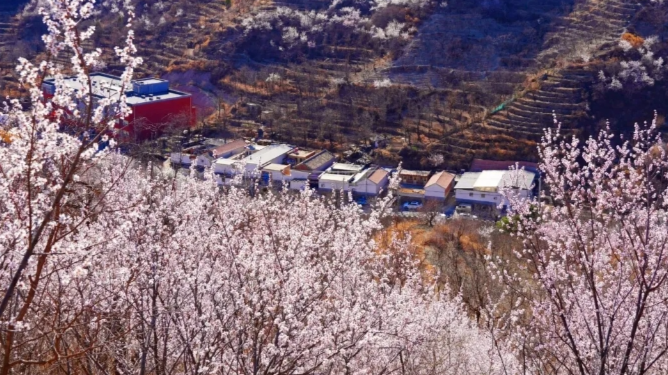 绝美!徒步北京隐藏版“桃花海” | 周末去哪 绝美!徒步北京隐藏版“桃花海” | 周末去哪