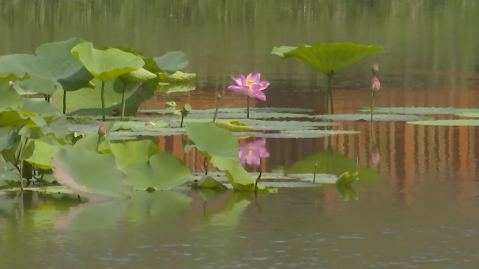 守护好首都的“无价之宝” 密云水库水质水生态健康状况持续向好