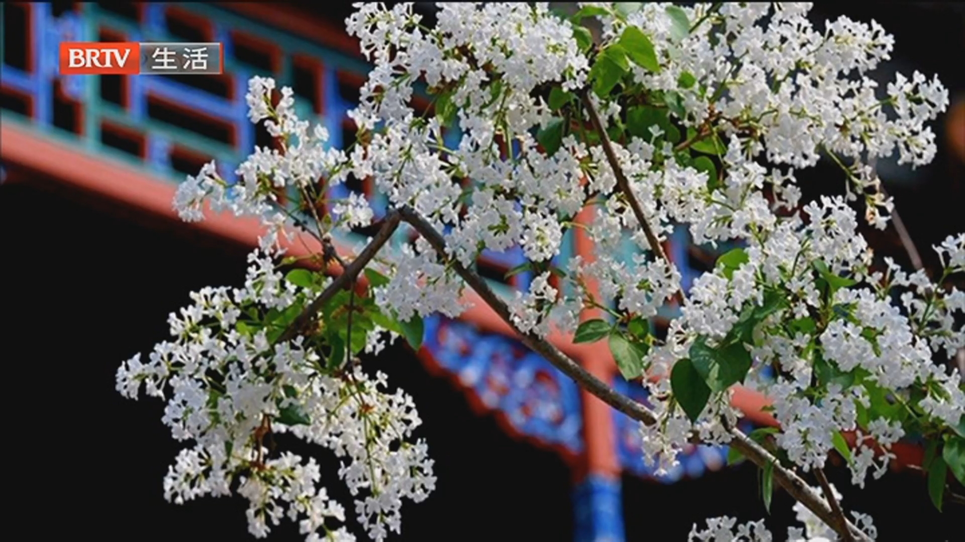 文旅新生活 花开四月畅游北京 白天赏花晚上看戏