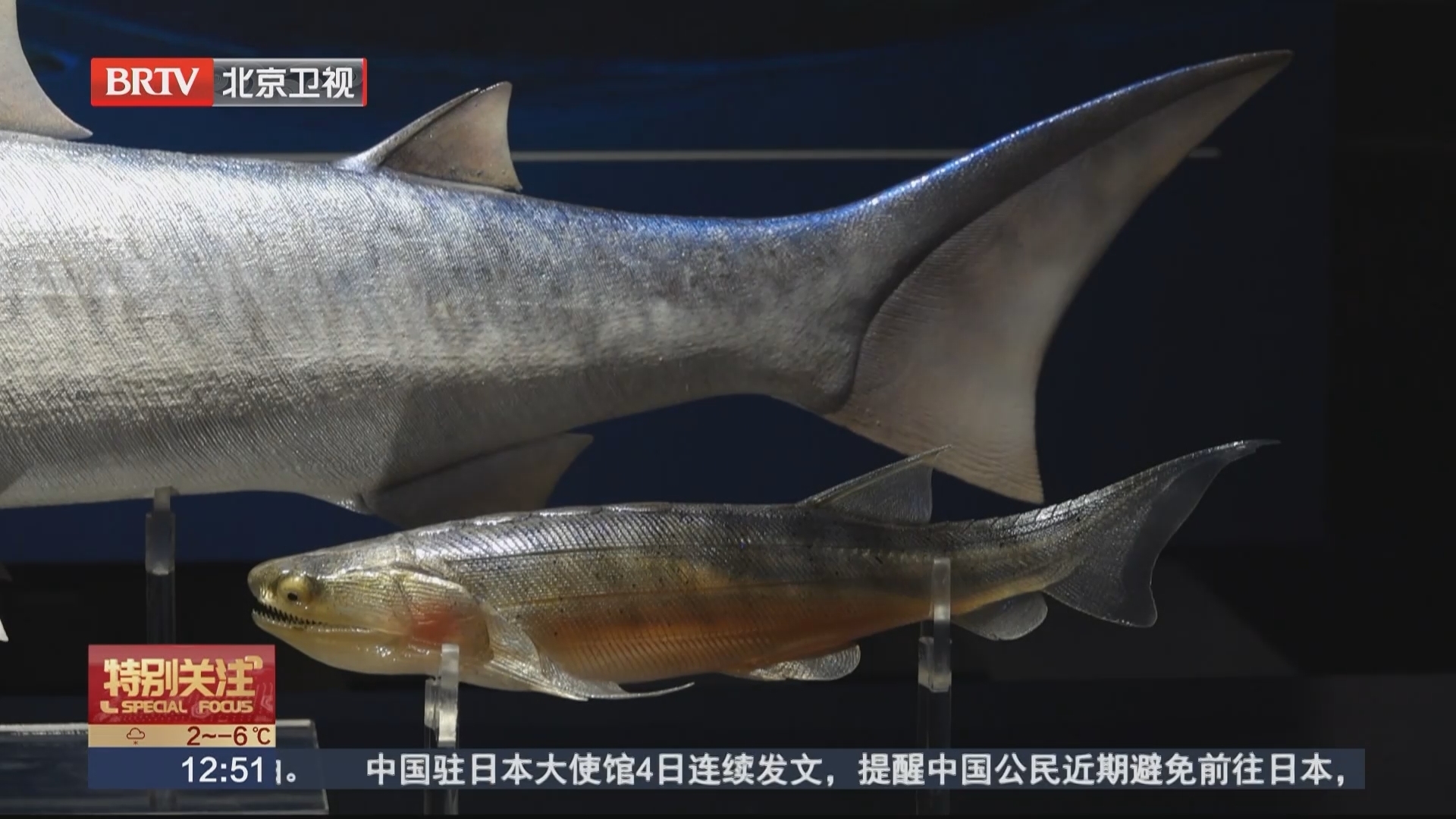 最早的硬骨鱼类化石在我国发现 最早的硬骨鱼类化石在我国发现