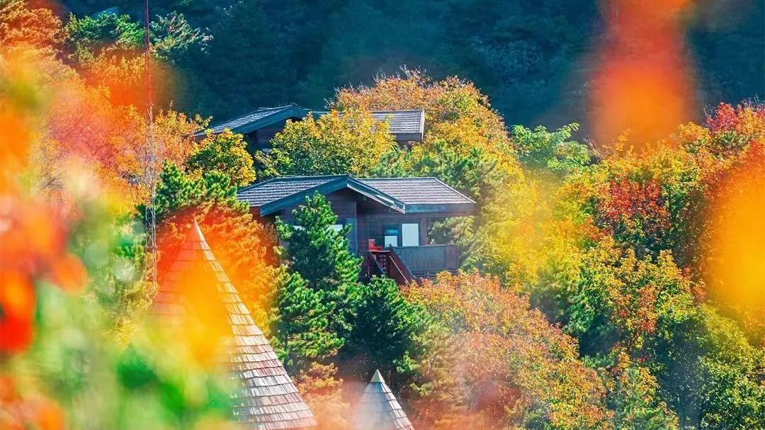 北京秋天一定要去的“童话森林” 北京秋天一定要去的“童话森林”