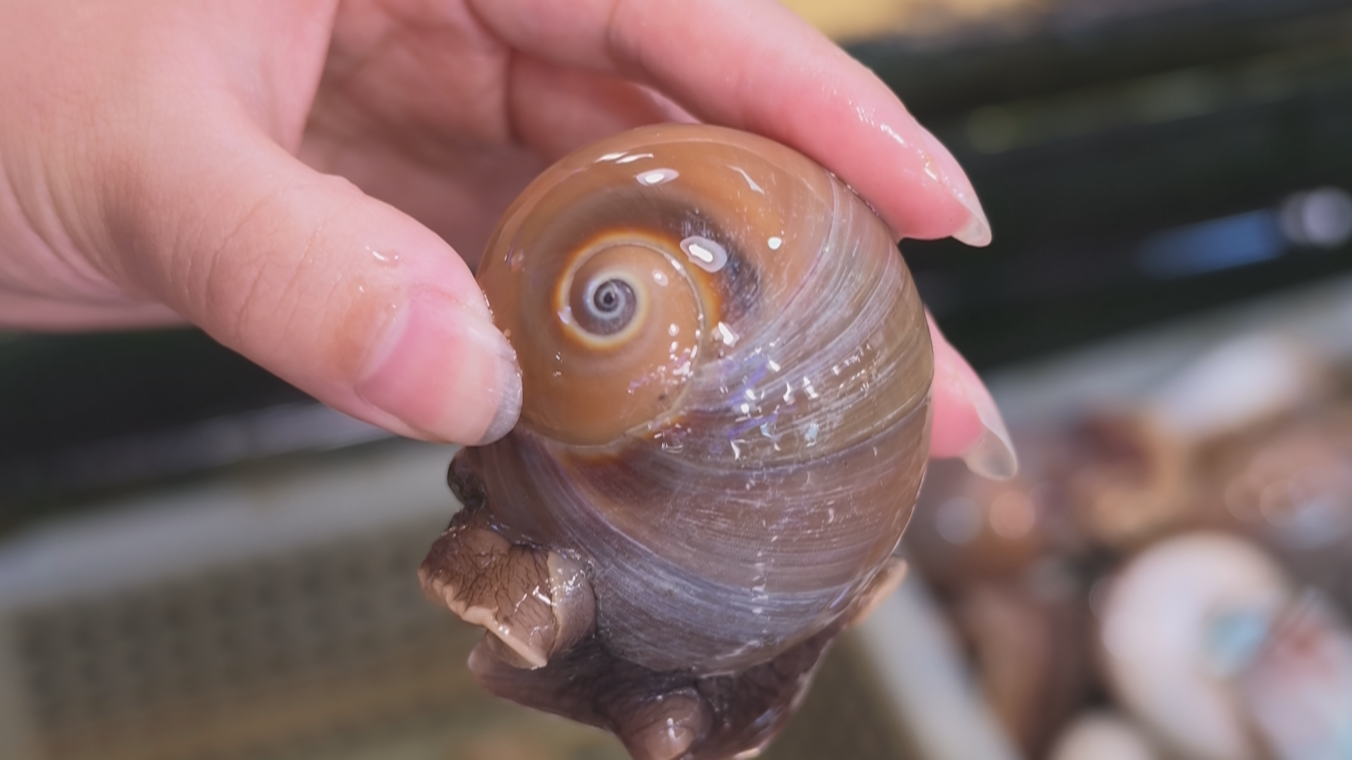 全肉肥美还带黄!猫眼螺性价比高开锅蒸5分钟就能吃 全肉肥美还带黄!猫眼螺性价比高开锅蒸5分钟就能吃