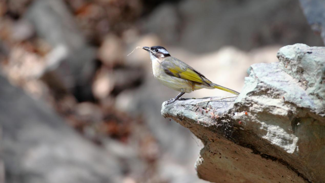 冬季在北京看啥鸟?在哪看?超全指南来了—— 冬季在北京看啥鸟?在哪看?超全指南来了——