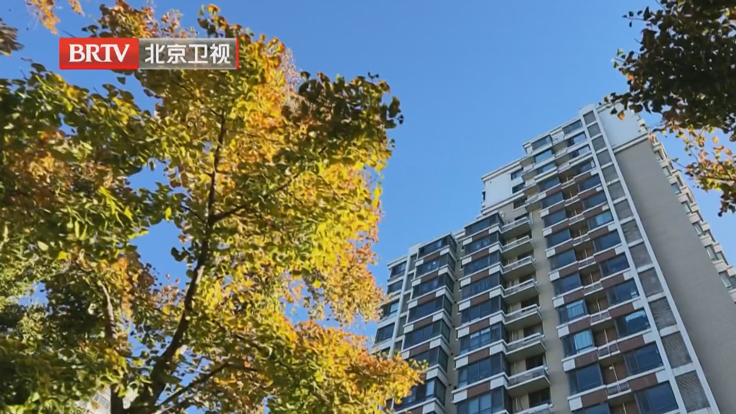 石景山旺景公园银杏迎来最佳观赏期
