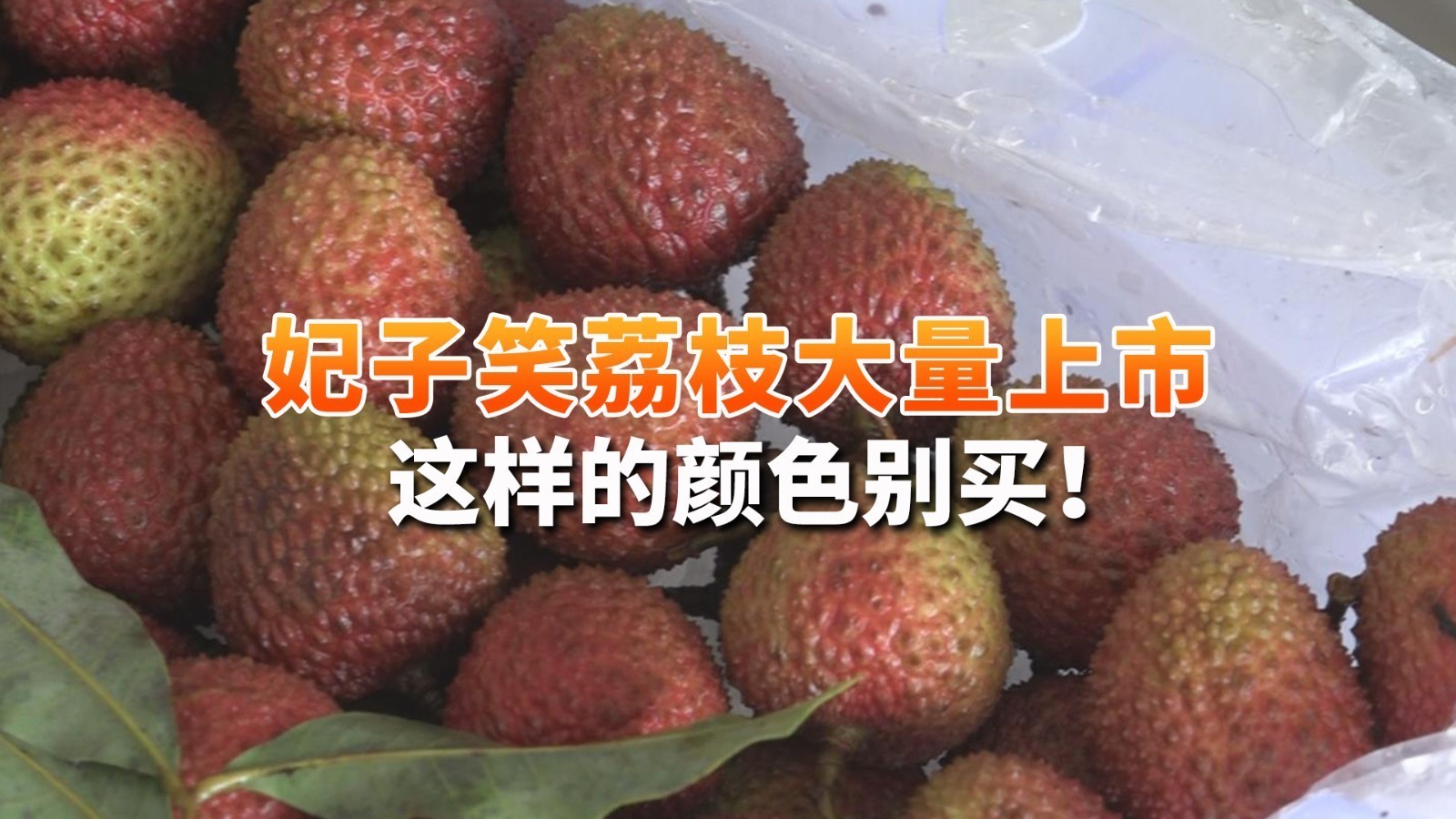 妃子笑荔枝大量上市 这样的颜色别买! 妃子笑荔枝大量上市 这样的颜色别买!