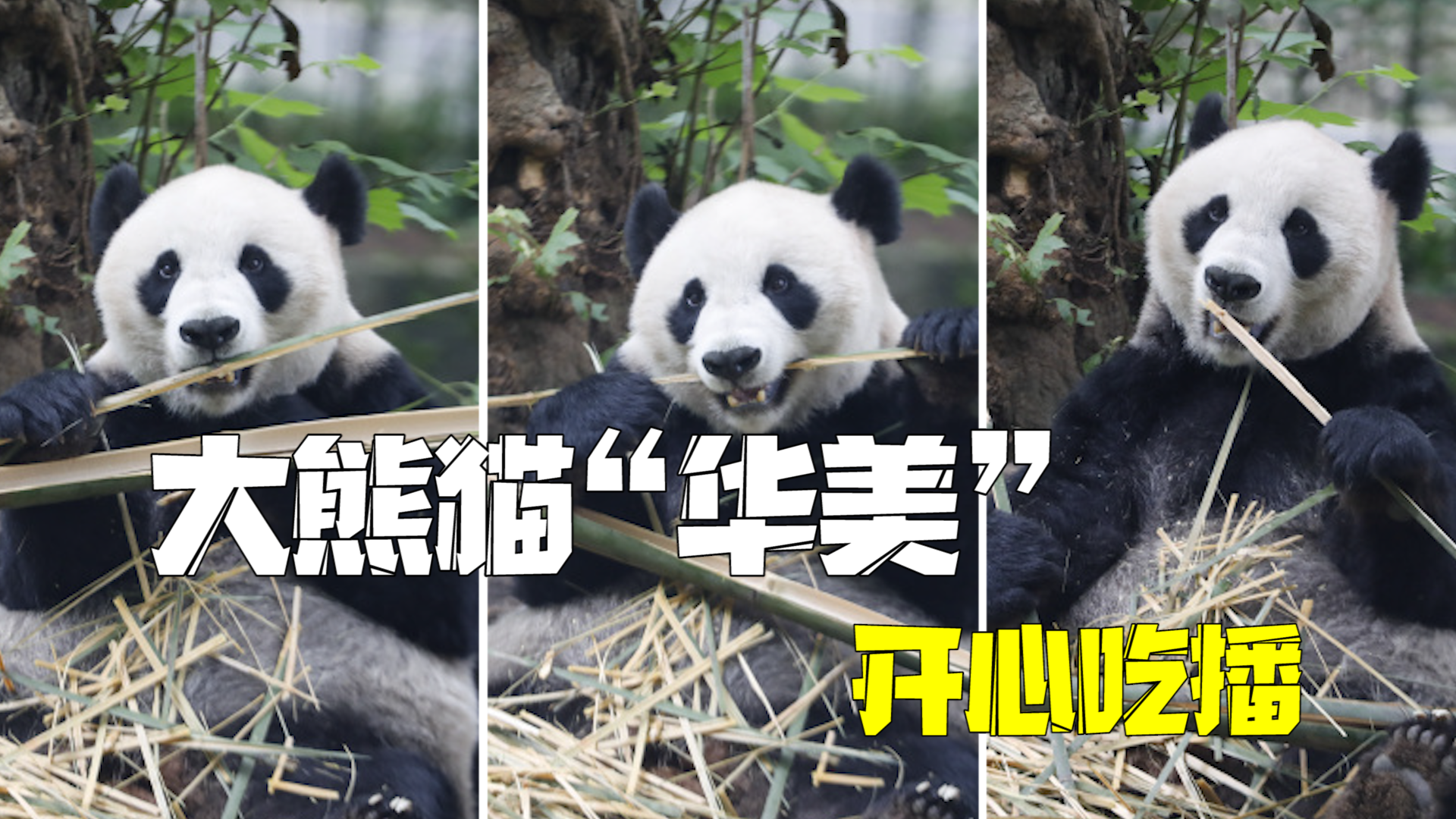首只在国外出生并回国大熊猫“华美”开心吃播