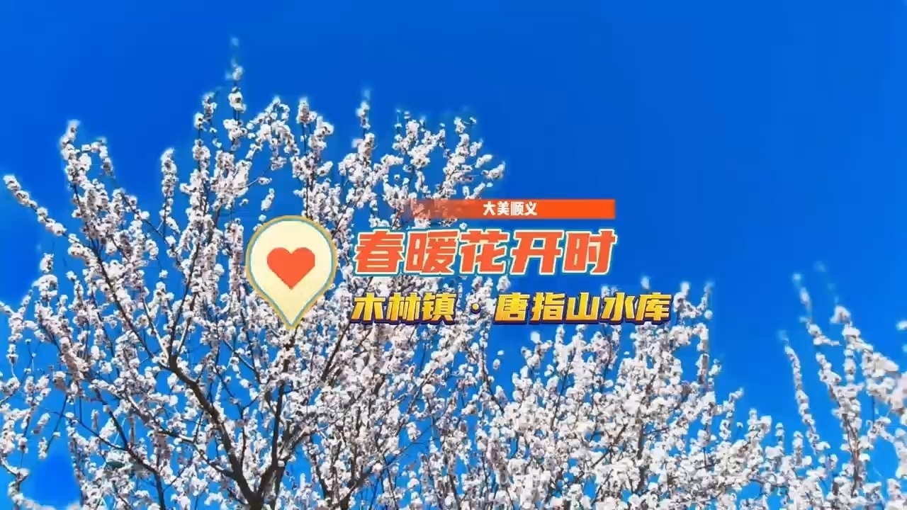 大美顺义|桃花开得温柔，淡淡粉红，漫过枝头。