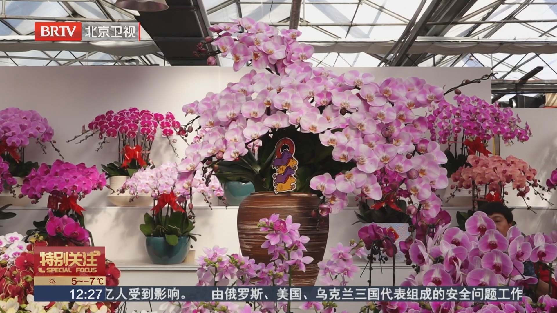 八省市名花扮靓花市 “千里马”年宵花格外吸睛