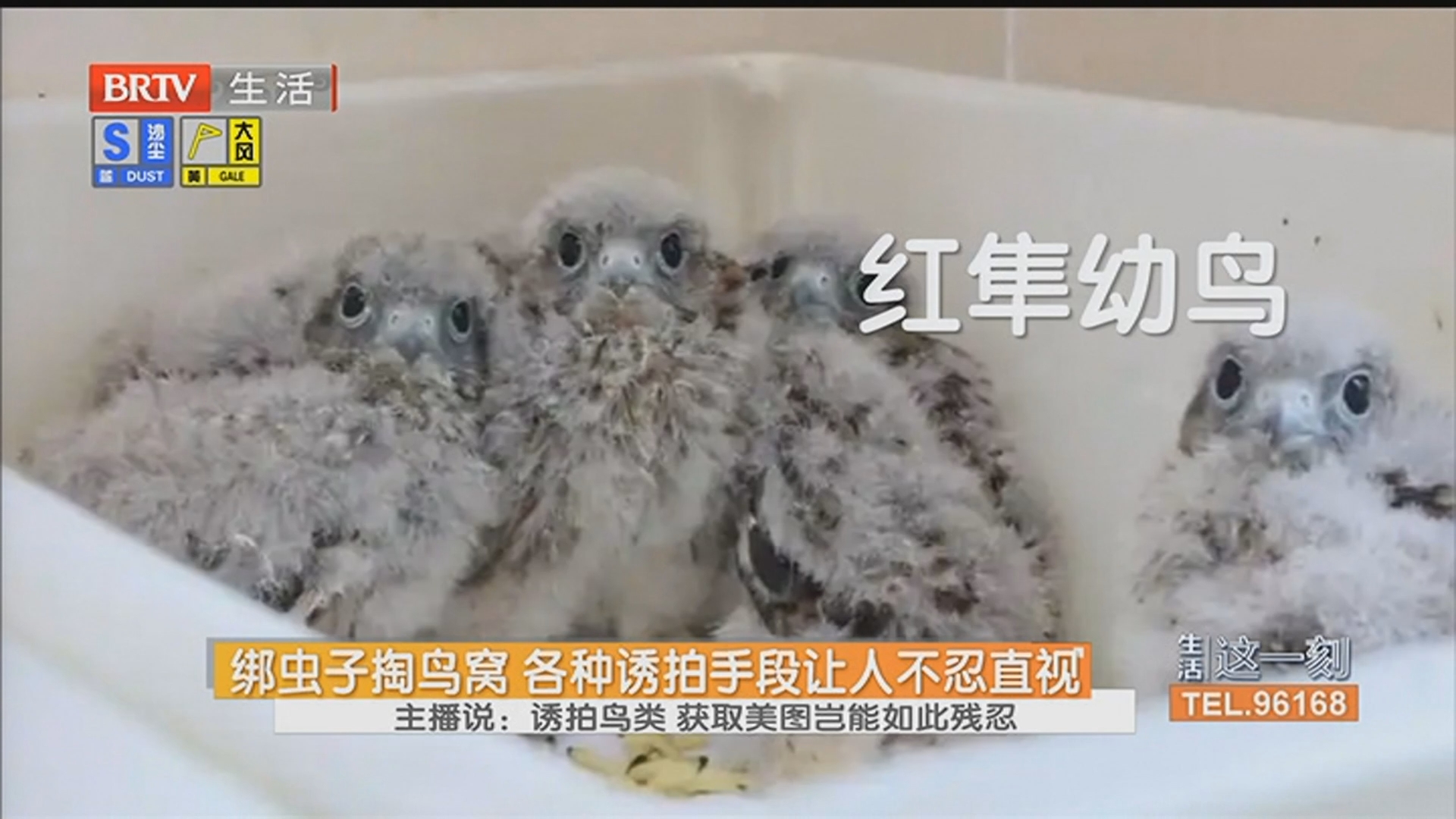 绑虫子掏鸟窝 各种诱拍手段让人不忍直视 主播说：诱拍鸟类 获取美图岂能如此残忍