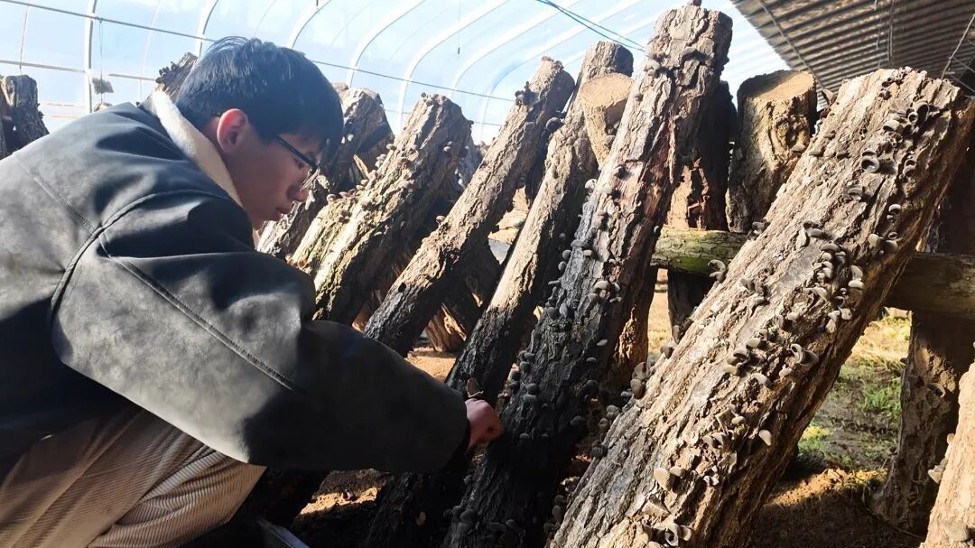 全市首家鲜木耳供应商！汤河口镇椴木木耳进驻盒马鲜生