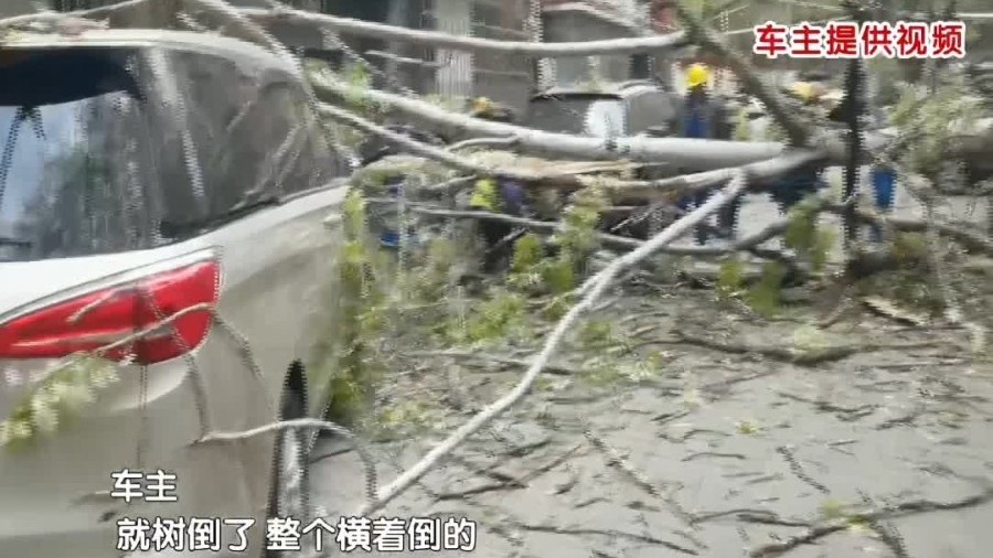 大风吹倒树木砸车如何处理？找交警 找社区 报保险