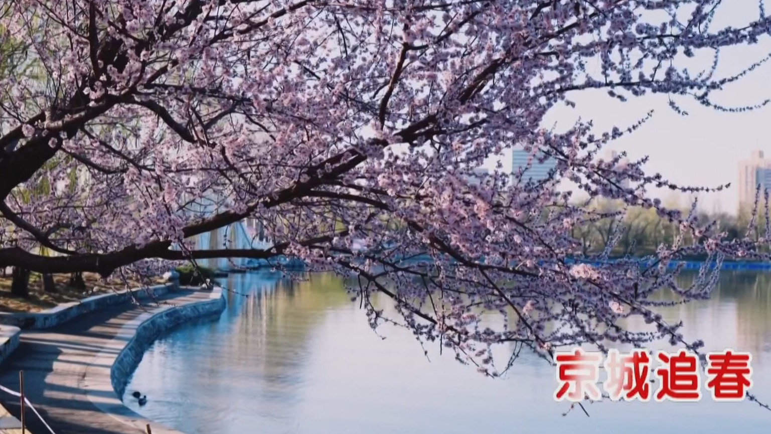 京城追春丨玉渊潭公园将迎来首个赏花高峰