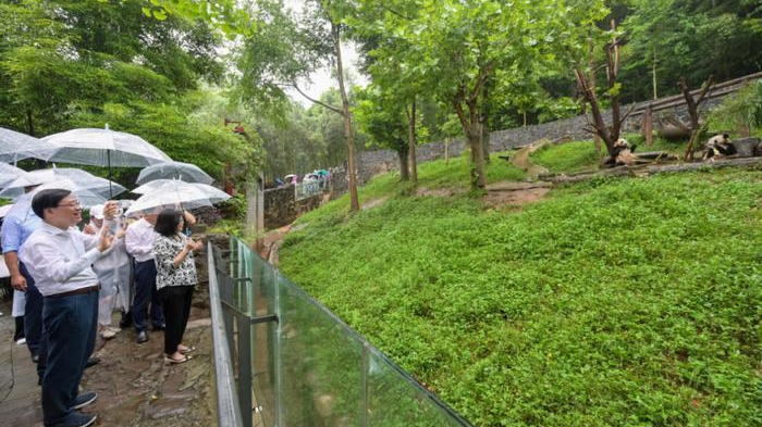 李家超称新一对赠港大熊猫已确定 有望在港诞下下一代 李家超称新一对赠港大熊猫已确定 有望在港诞下下一代