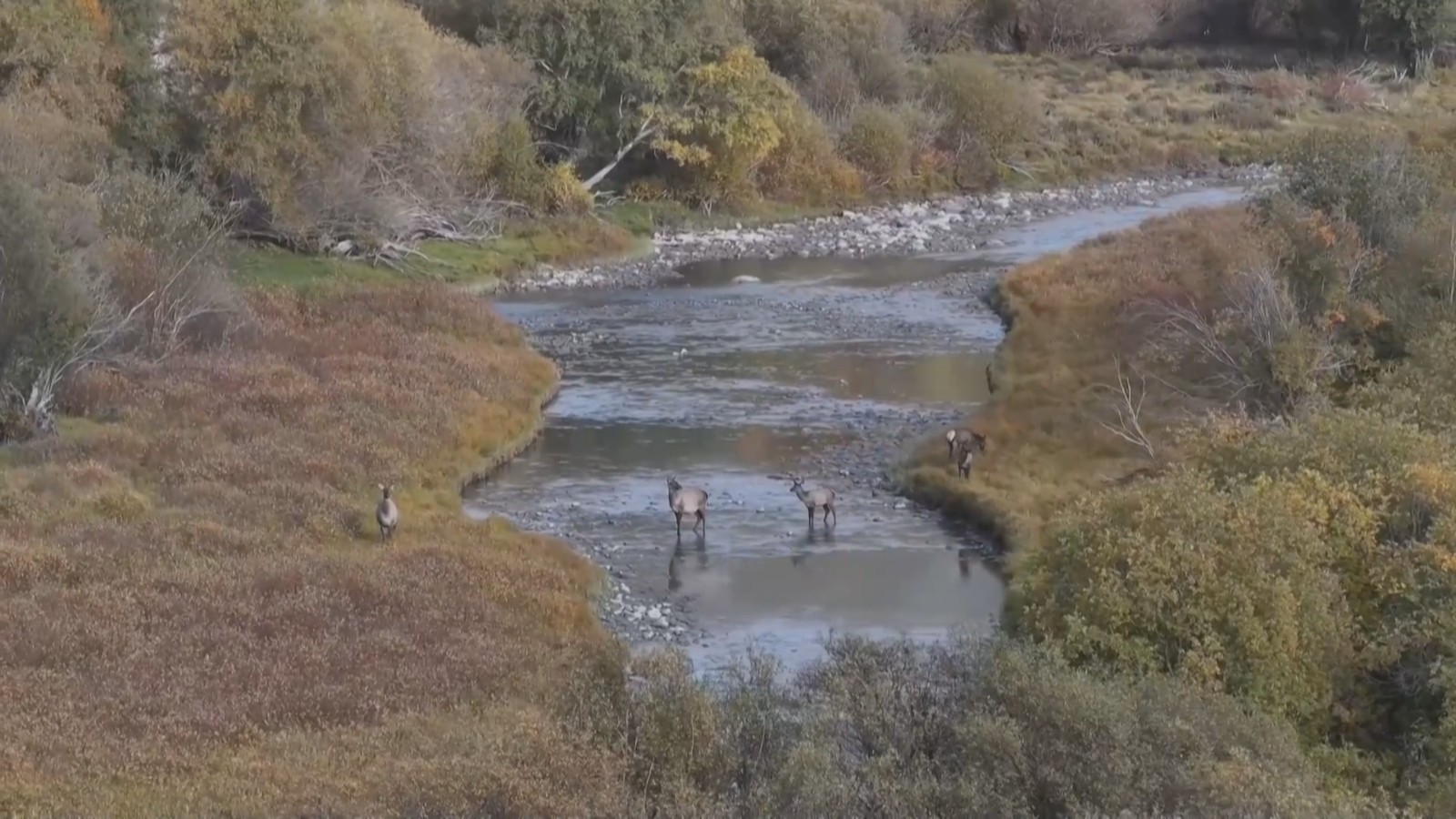 新疆巴音布鲁克再现天山马鹿群 新疆巴音布鲁克再现天山马鹿群