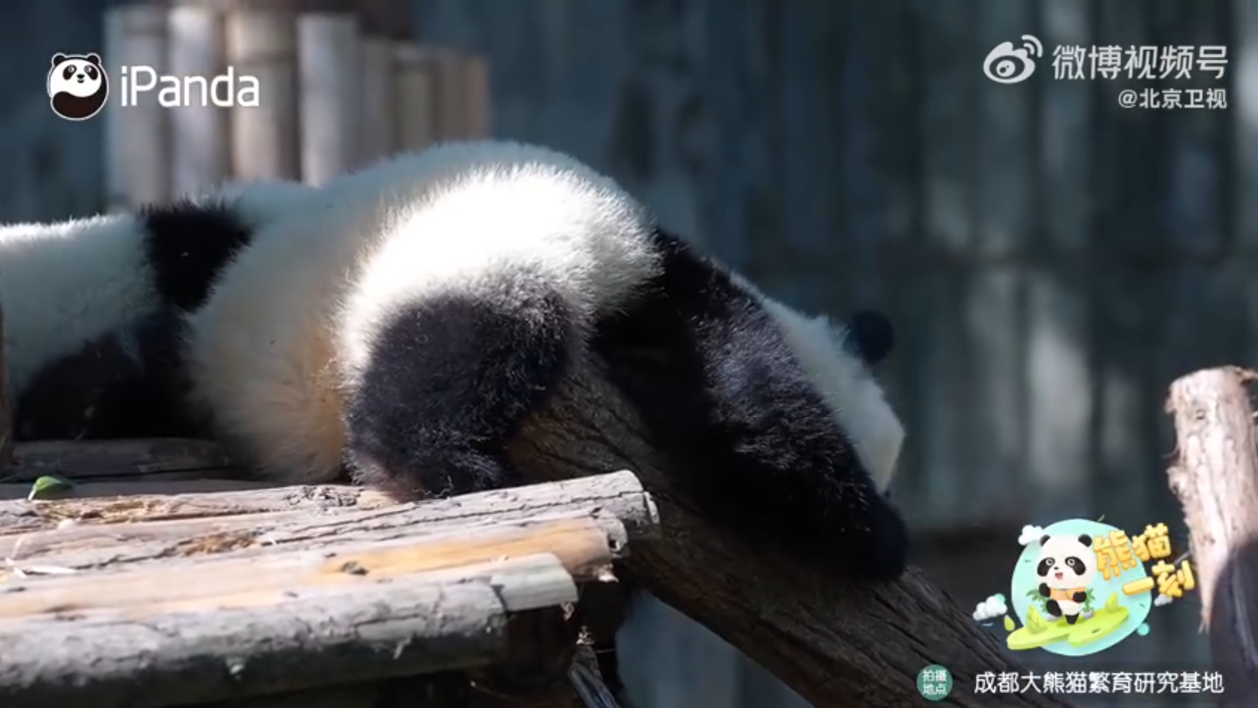熊猫宝宝抱着木架蛄蛹前进 熊猫宝宝抱着木架蛄蛹前进