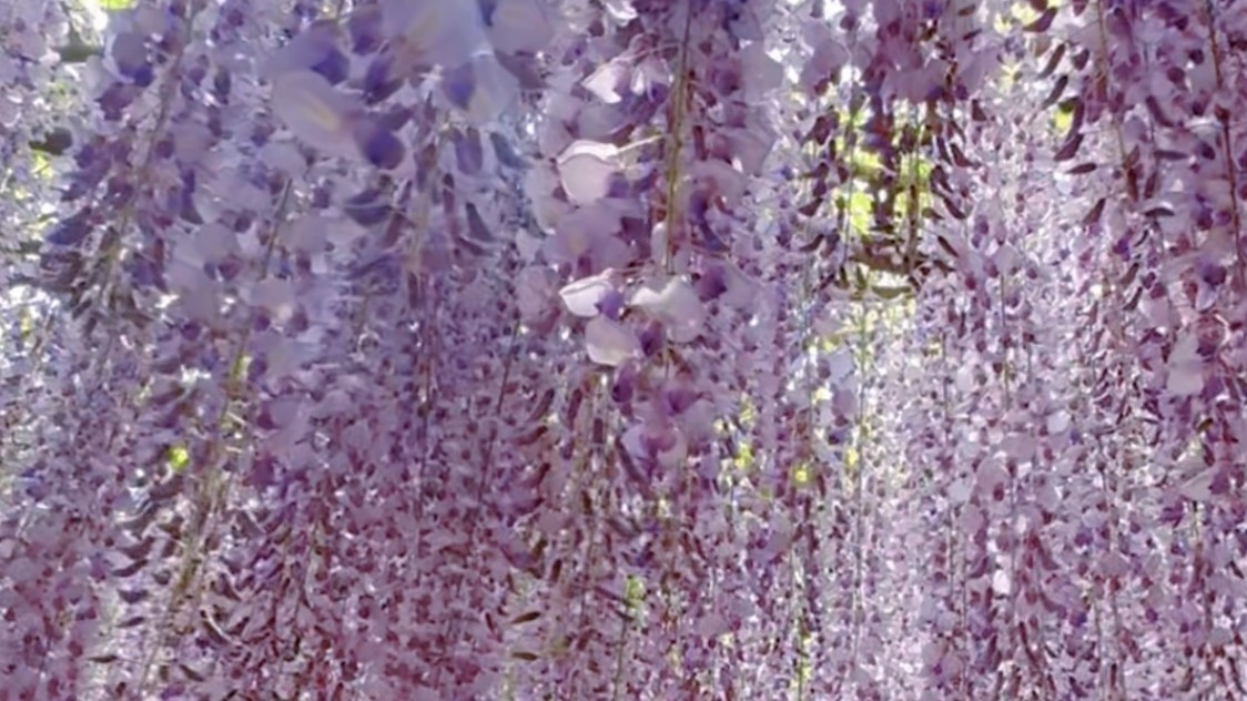 速冲！在玉渊潭的“紫藤瀑布”里 看一场属于北京的电影梦