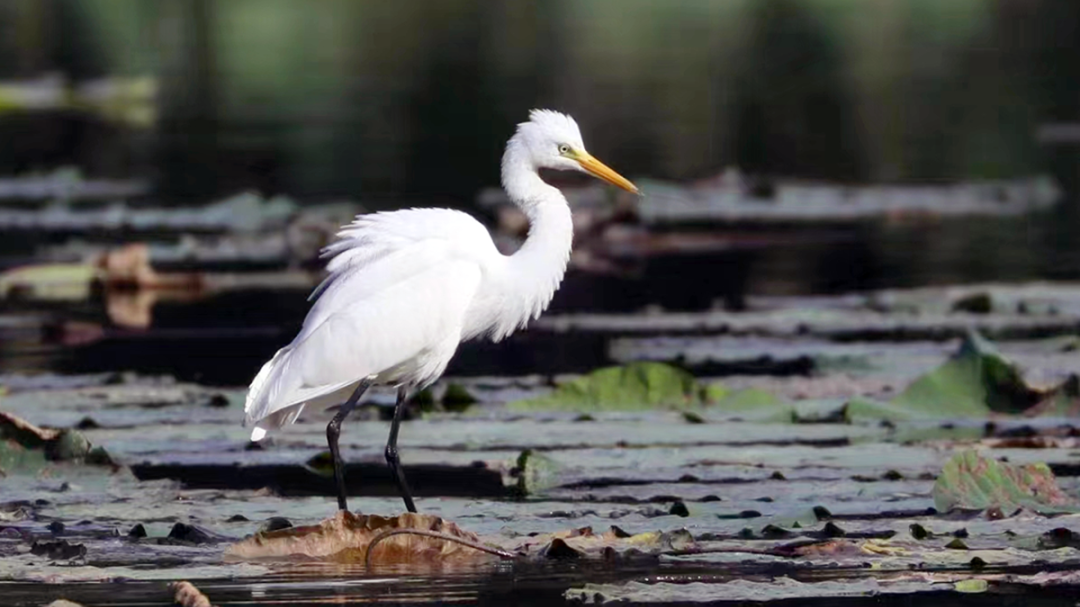 又到观鸟季,带上镜头去东郊湿地公园(顺义园)邂逅诗意秋天~ 又到观鸟季,带上镜头去东郊湿地公园(顺义园)邂逅诗意秋天~