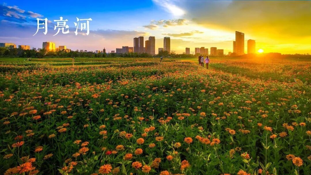 看！镜头下的副中心花海盛景