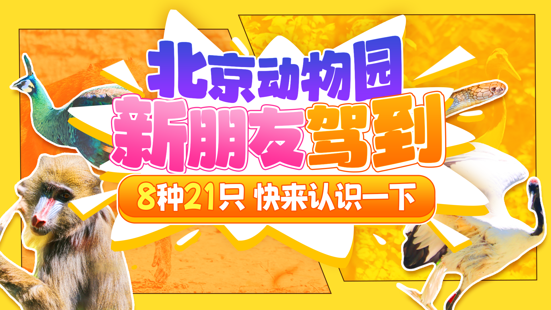 图鉴｜五一必冲！北京动物园“萌趣”上新！