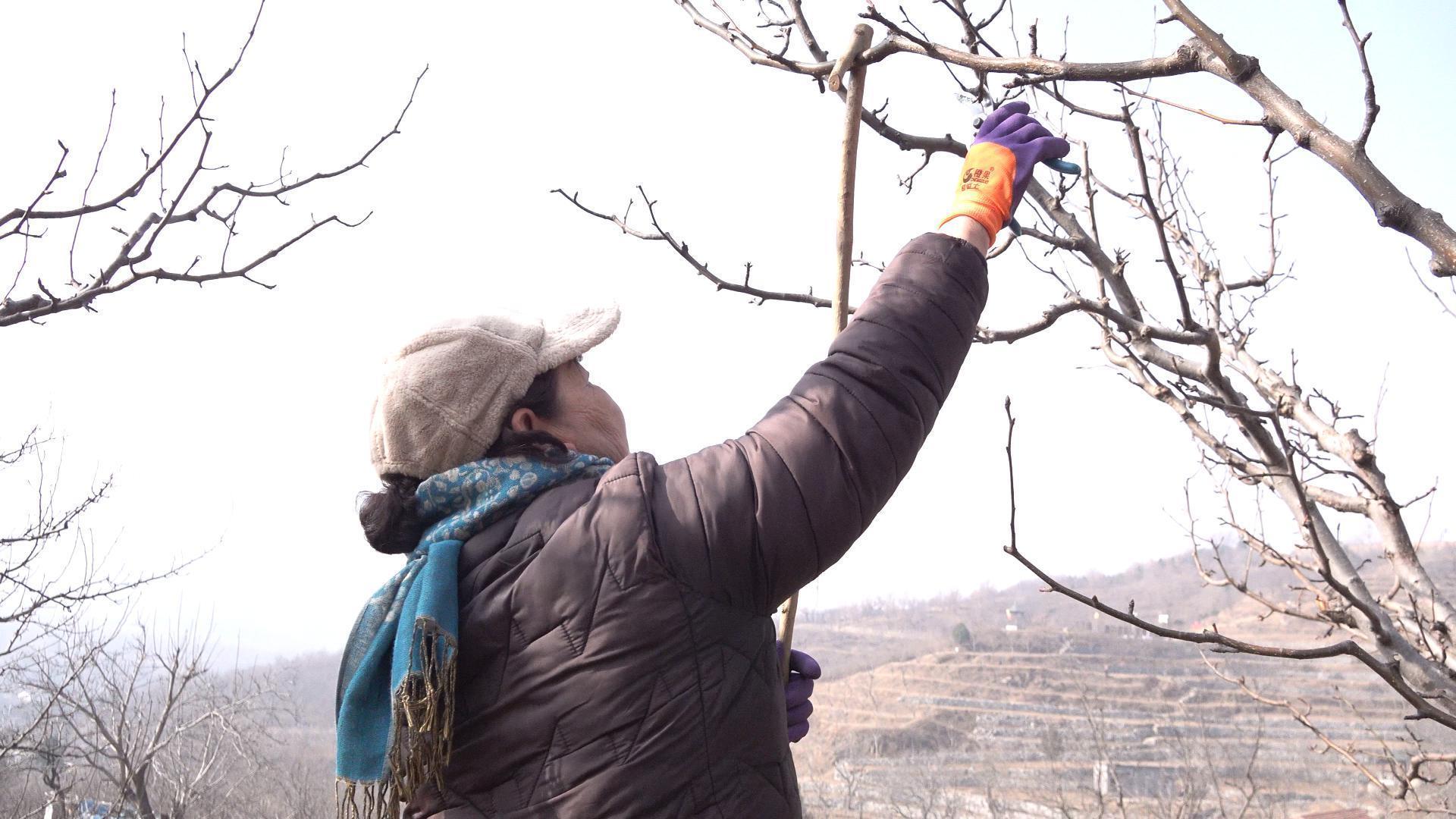 抢抓农时忙剪枝 门头沟区京白梨园管护忙 抢抓农时忙剪枝 门头沟区京白梨园管护忙