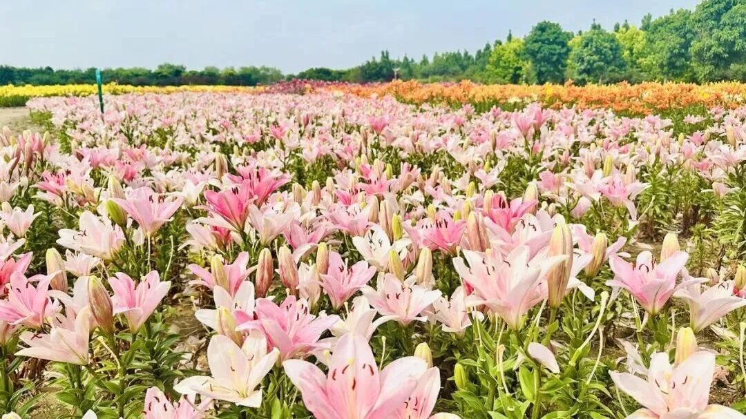 免费参观!房山22万株林下百合惊艳绽放 免费参观!房山22万株林下百合惊艳绽放