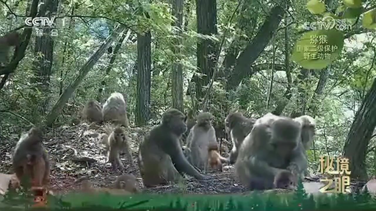 不被打扰的相逢,湖北赛武当猕猴亮相央视《秘境之眼》 不被打扰的相逢,湖北赛武当猕猴亮相央视《秘境之眼》