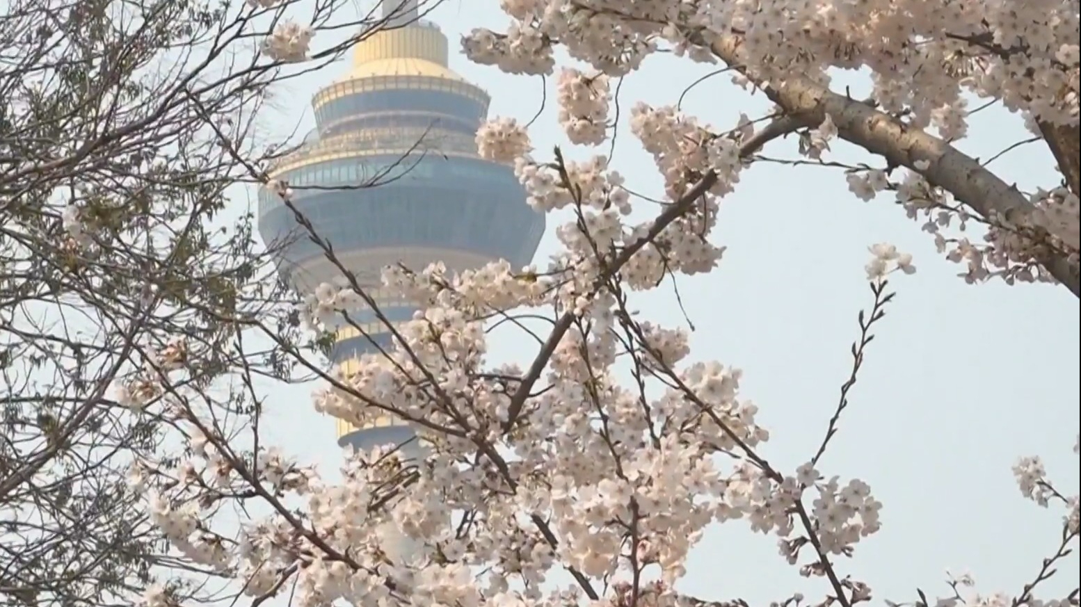 不负京华好春光丨玉渊潭樱花迎最佳观赏期 本周末现客流高峰