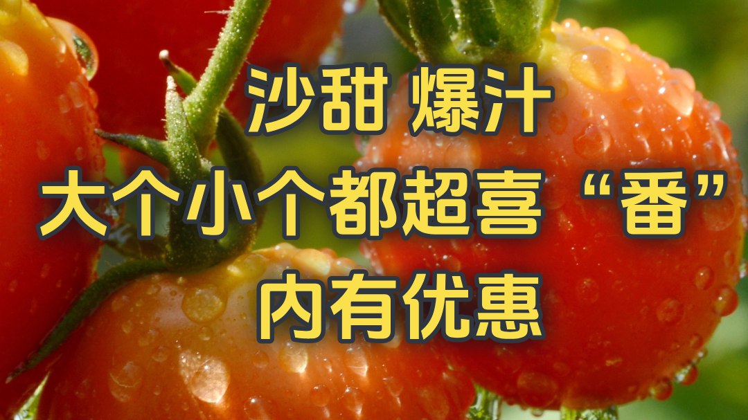 沙甜 爆汁 大个小个都超喜“番” 内有优惠