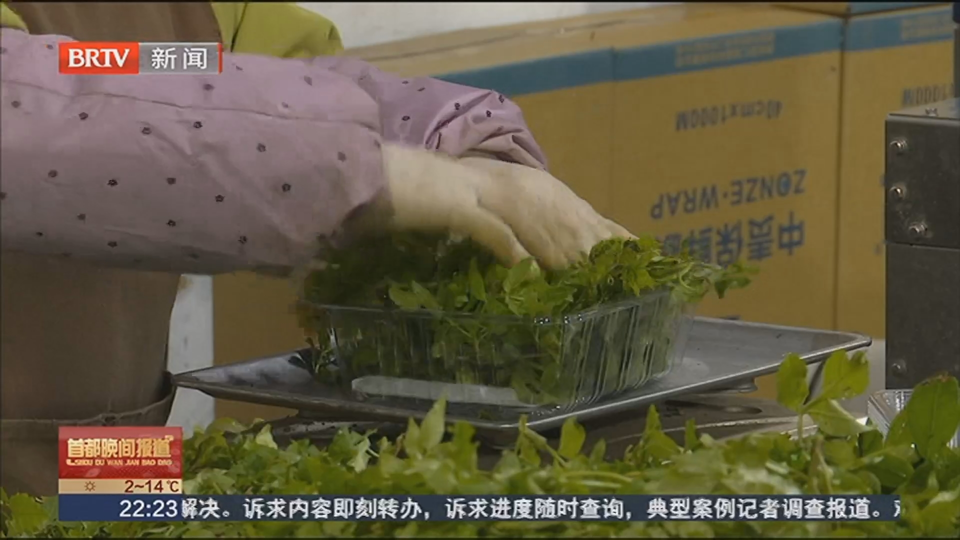 北京新发地市场春菜上新 销量同比增50% 北京新发地市场春菜上新 销量同比增50%