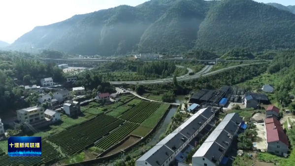 林下“掘金”超120亿 十堰借绿生金打造富民产业