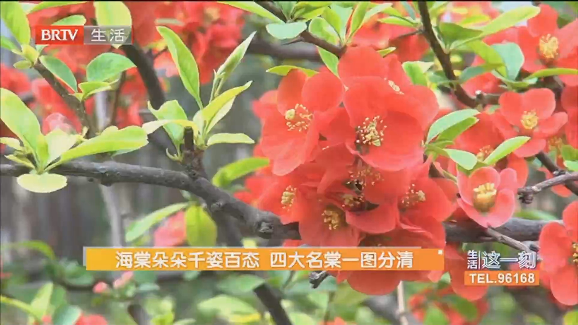 海棠朵朵千姿百态 四大名棠一图分清 出行请带雨具 今晚有雨浙淅沥沥下到明夜