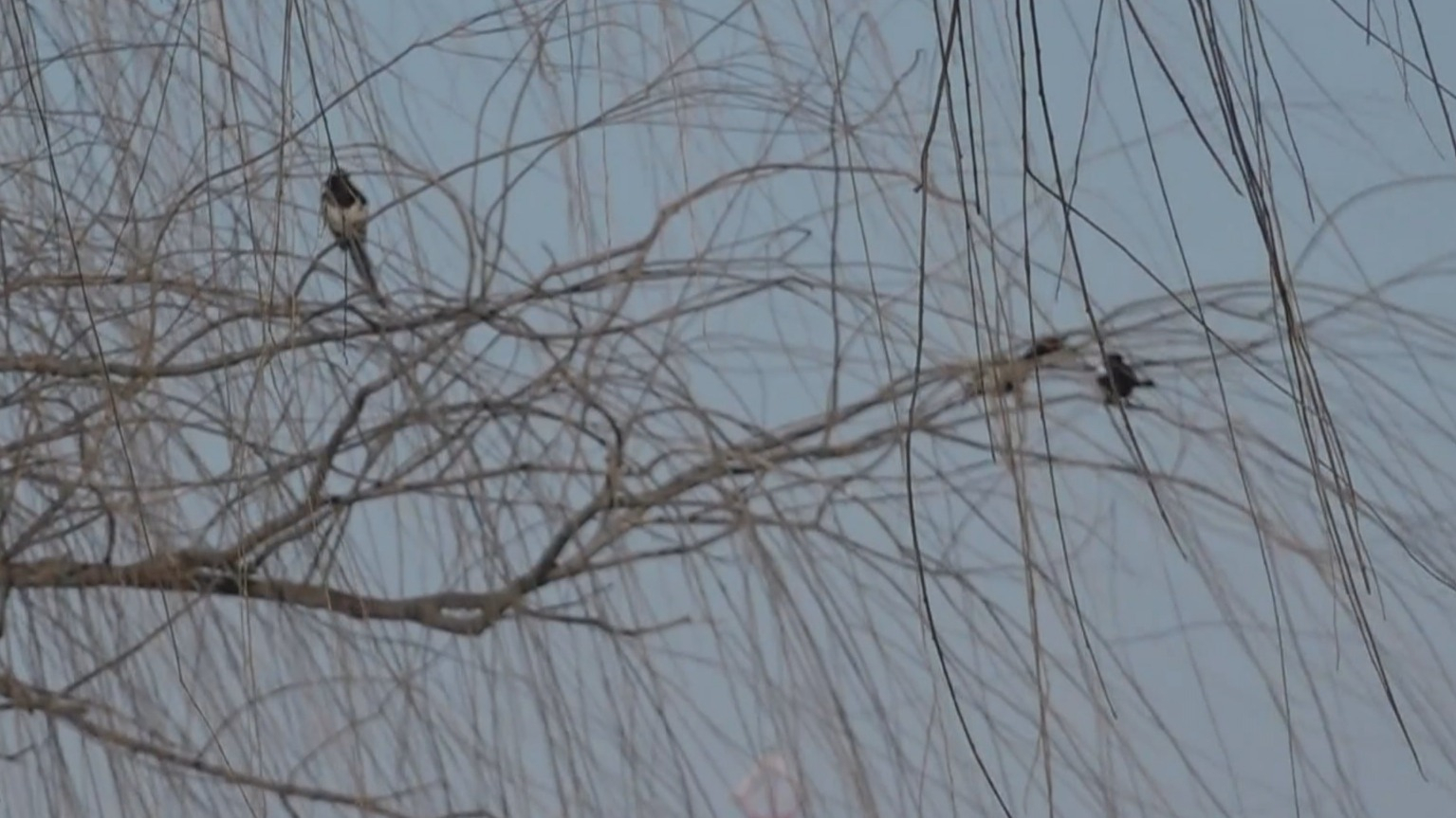 北京推出第二批六个“观鸟基地” 首批“观鸟指导师”上岗