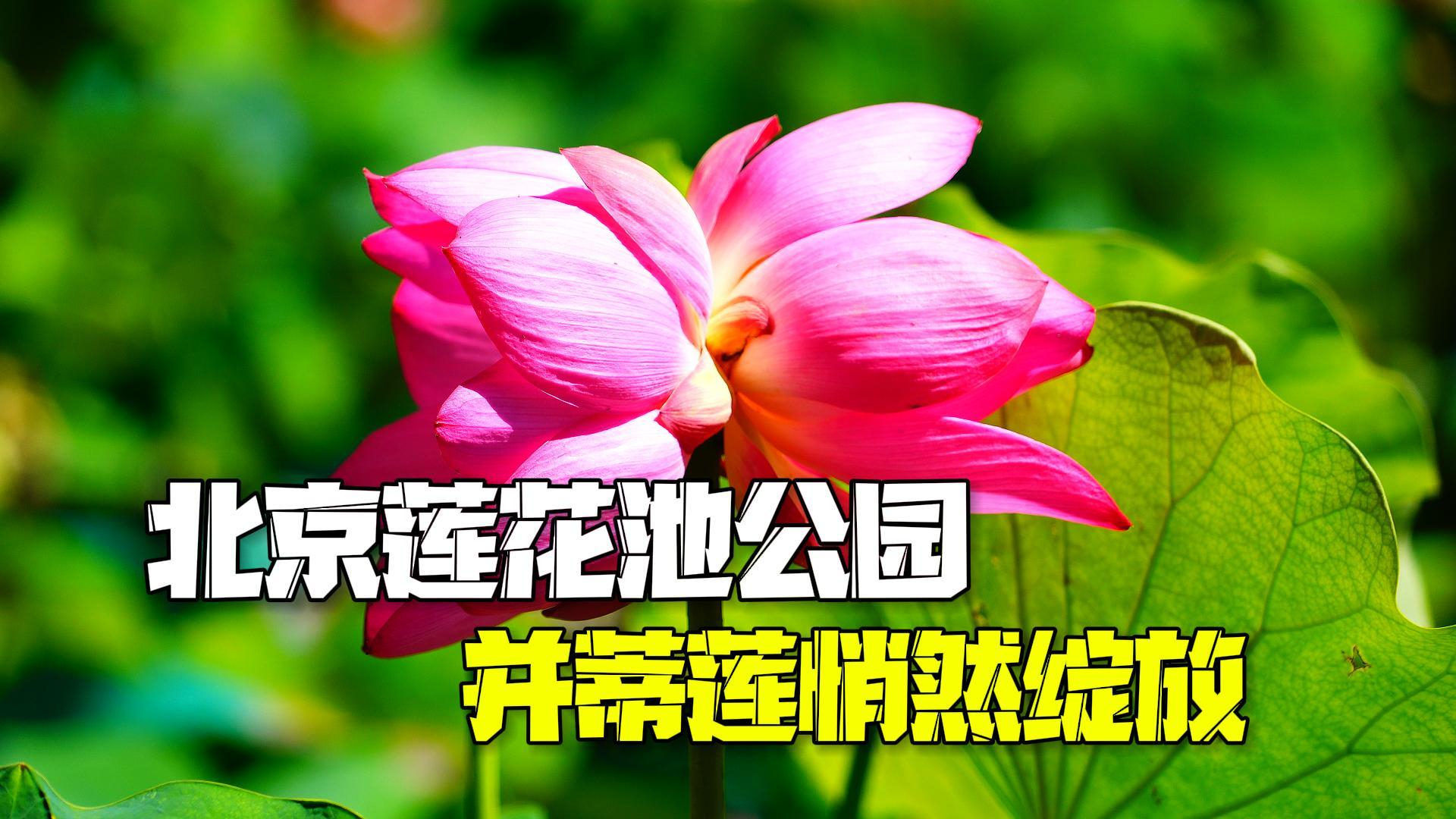 赏荷正当时！北京莲花池公园并蒂莲绽放 预计花期只有两天左右