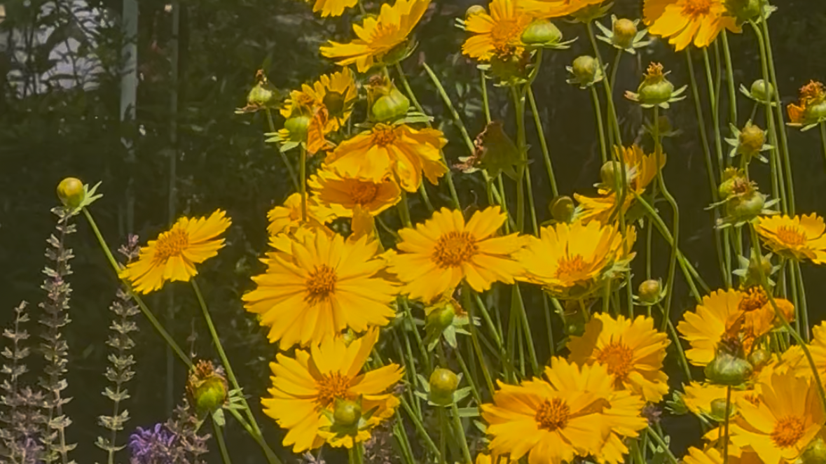 今日，陶然亭的花开了