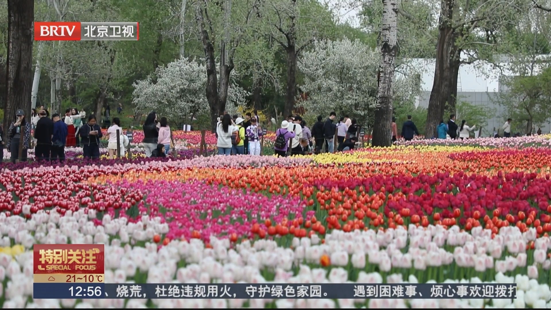 北京进入郁金香观赏季 国家植物园郁金香进入盛花期 北京进入郁金香观赏季 国家植物园郁金香进入盛花期