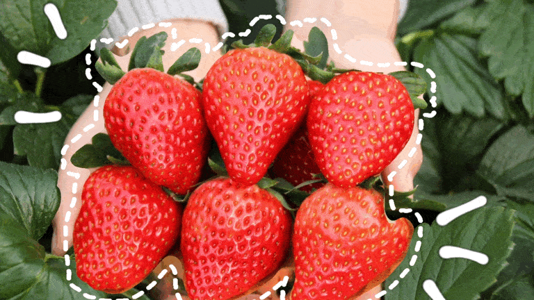 昌农公司草莓拍卖会,来了!解锁草莓新自由—— 昌农公司草莓拍卖会,来了!解锁草莓新自由——