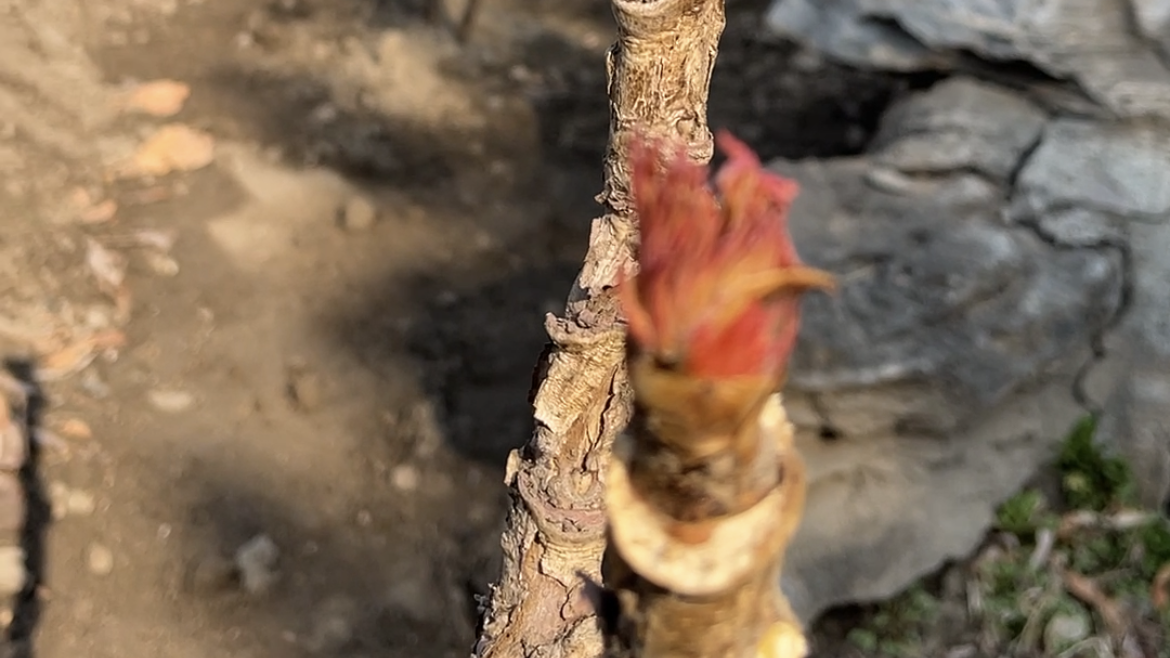 春日压轴大戏值得期待!牡丹:别催,我在憋大招!4月中下旬见 春日压轴大戏值得期待!牡丹:别催,我在憋大招!4月中下旬见